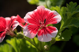 Geranium